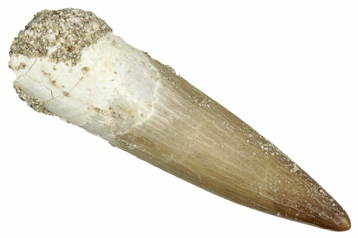 Fossil Plesiosaur (Zarafasaura) Tooth - Morocco #344259